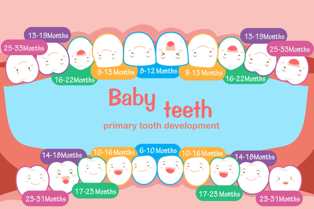 Tabla de los dientes de leche: ¿cuándo crecen?