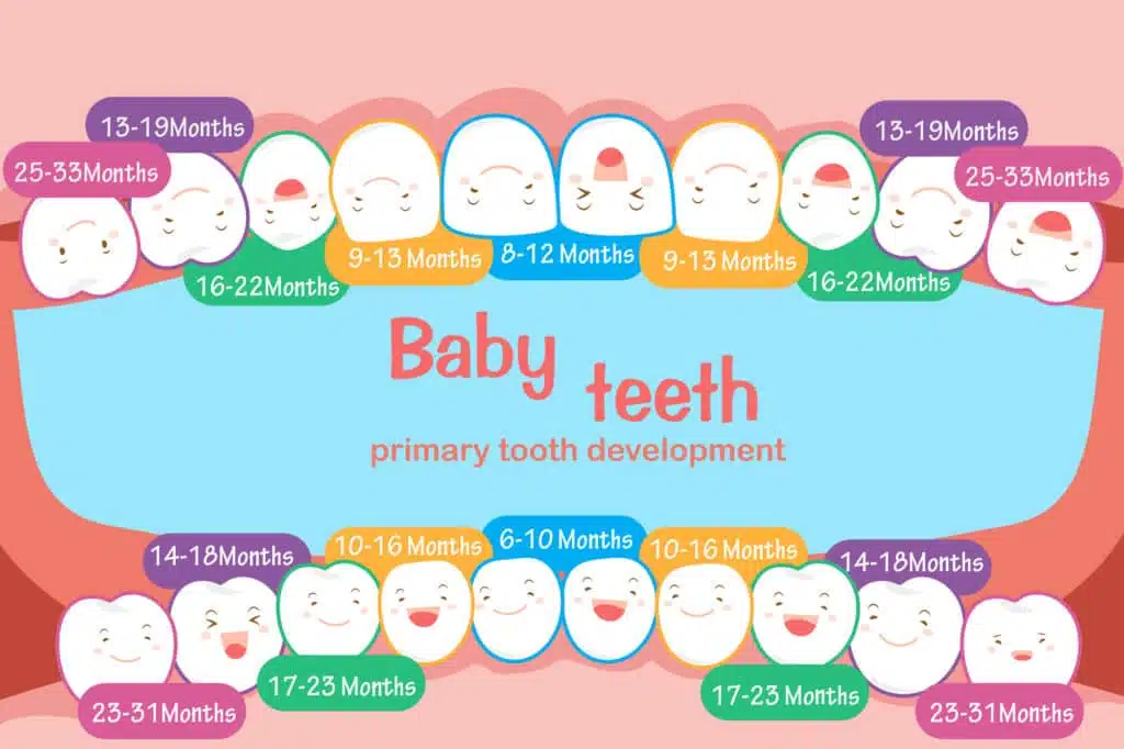 How many milk teeth does a person have? Everything about the primary dentition 4 Milk teeth chart - when do they grow out?